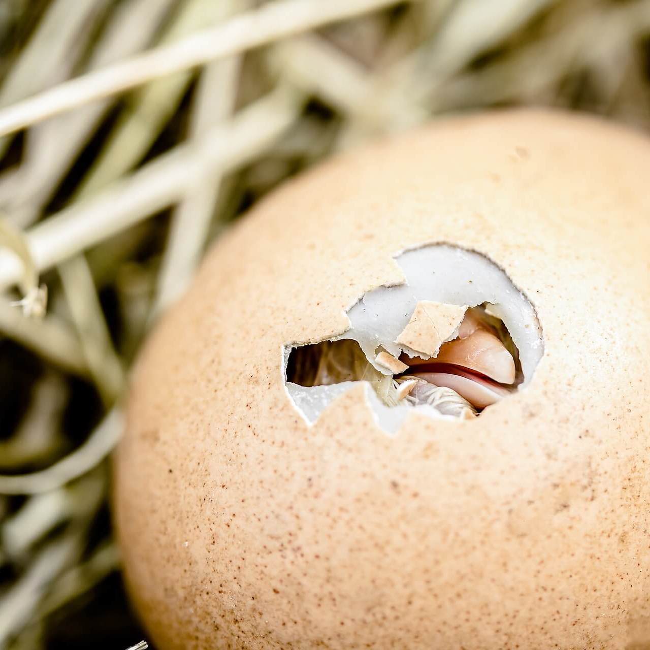 Welfare-conscious consumers are urged to avoid purchasing large eggs